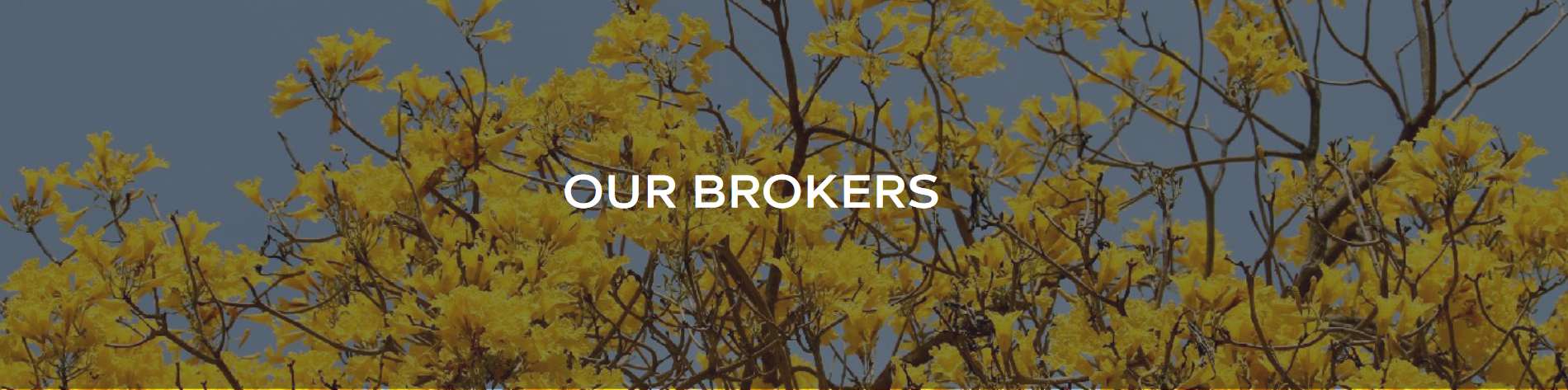Our Brokers